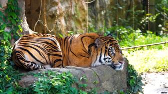 Majestic Sumatran Tiger Resting in the Sunlight wallpaper