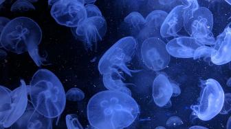 Mystical Blue Jellyfish Dance Underwater wallpaper