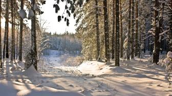 Winter Enchantment in a Snow-Covered Forest wallpaper