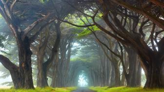 Cypress Tree Tunnel Serenity in California wallpaper