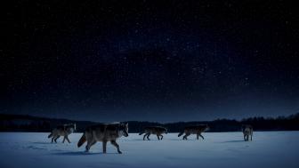 Midnight Wolfpack Under Moonlit Winter Sky wallpaper