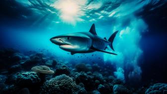 A Tiger shark in deep sea wallpaper