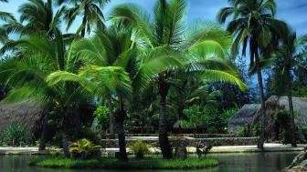 Tropical Oasis Escape in Nature's Paradise wallpaper