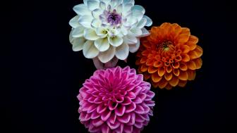Vibrant Dahlia Blooms in Stunning 5K Detail wallpaper