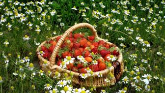 Strawberry Basket Amid Chamomile Blooms in Meadow wallpaper