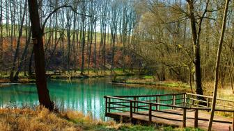 Serene Forest Lake with Tranquil Reflections wallpaper