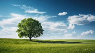 Lone Tree in Serene Green Field wallpaper