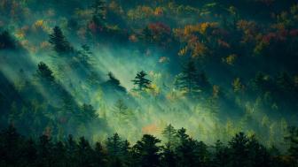 Enchanted Forest with Sunlit Mist and Haze wallpaper