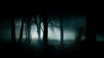 Dark Enchantment of a Misty Forest wallpaper