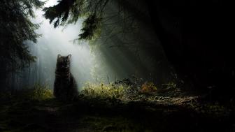 Glimpse of a Cat in Enchanted Woods wallpaper