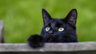 Black Cat in Focus Against Green Background wallpaper