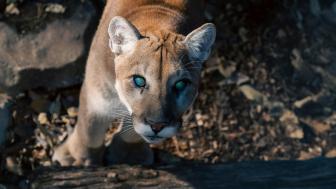 Majestic Cougar in Sunlit Forest wallpaper