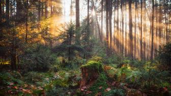 Enchanted Sunlit Forest Pathway wallpaper
