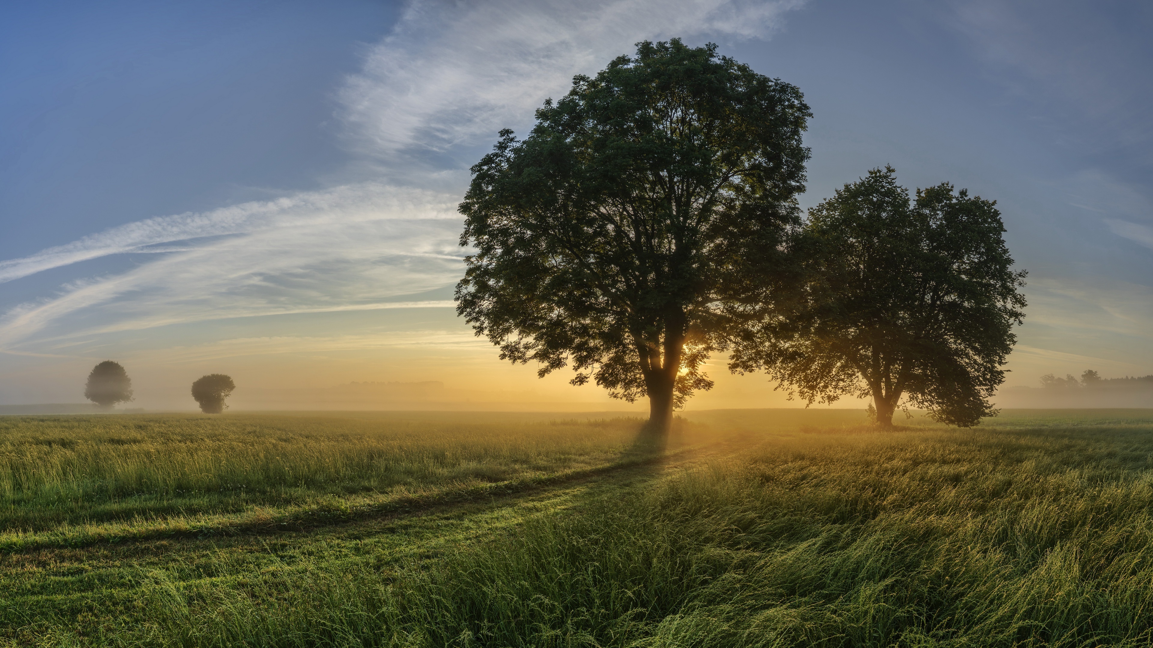 Golden Sunrise Over Misty Countryside Field With Lone Trees In 4K - backiee