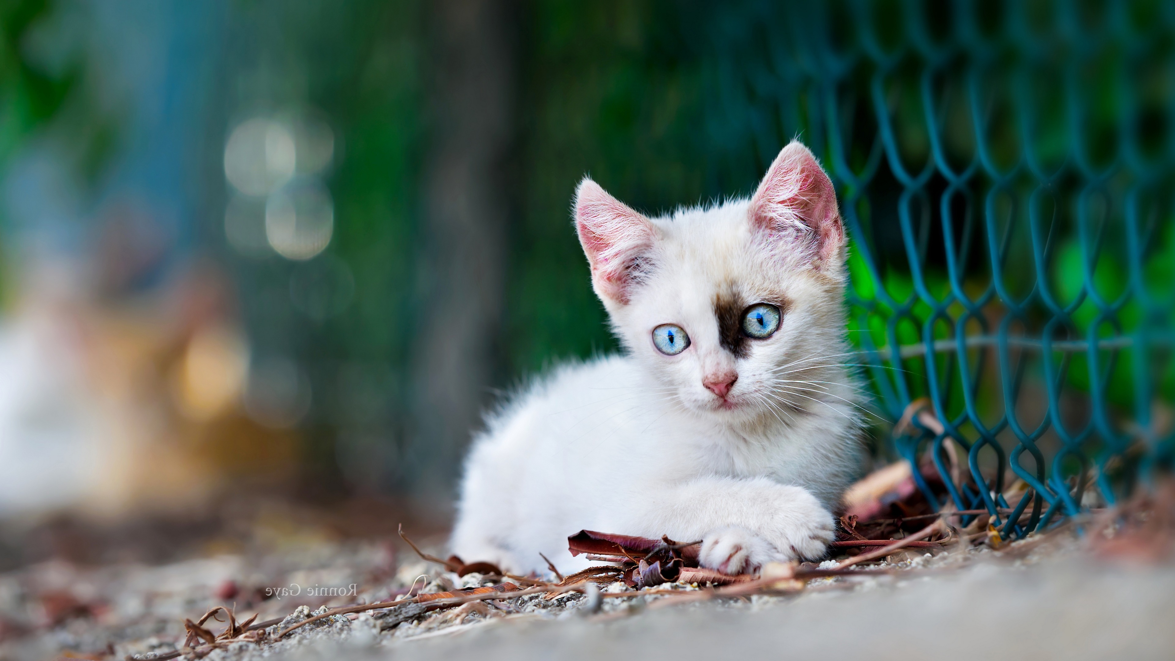 Blue Eyed White Kitten Portrait - backiee