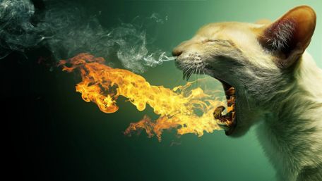 Fire-breathing cat wallpaper