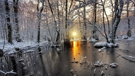 Winter Sunrise in a Snowy Forest wallpaper