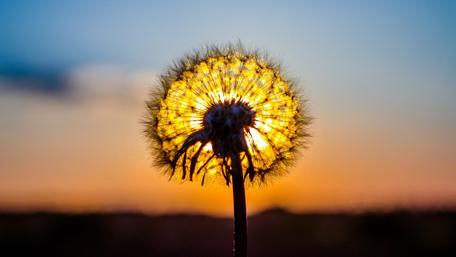 Dandelion Silhouette at Sunset Glow wallpaper