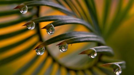 Raindrop Mirrors on Spiraling Green wallpaper
