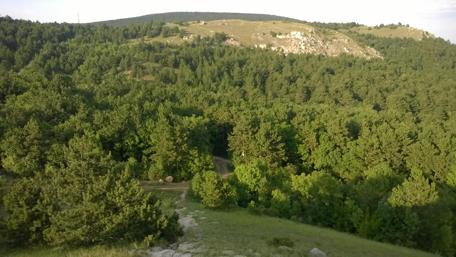 Serene Forest Landscape in Budaors Hungary wallpaper