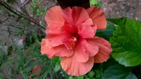 Blooming Hibiscus in Vibrant Colors for Your Space wallpaper