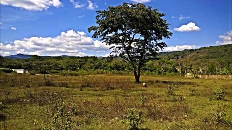 Serene Tree in a Vibrant Landscape View wallpaper