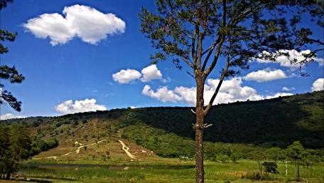 Serene Tree Landscape Under Blue Sky wallpaper