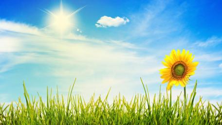 Sunny Blooming Radiance: The Perfect Nature Lock Screen wallpaper