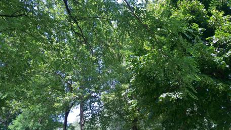 Lush Greenery Under a Bright Sky wallpaper