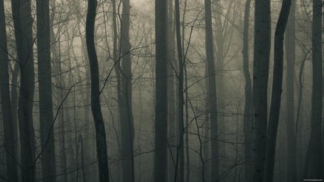Dark Misty Forest wallpaper