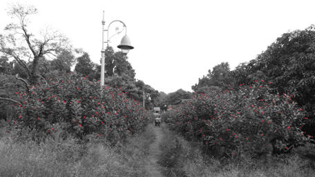 Nature's Contrast in Red and Black Garden Pathway wallpaper