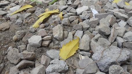 Golden Leaves on Rocky Ground wallpaper
