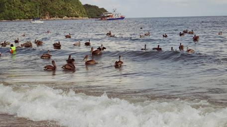 Serene Beach Scene with Pelicans and Gentle Waves wallpaper