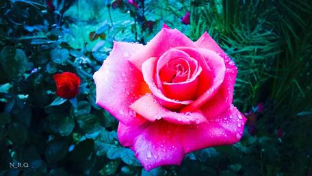 Vibrant Pink Rose with Dew Drops wallpaper