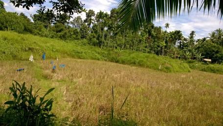 Serene Forest Clearing with Lush Greens and Palm Trees wallpaper