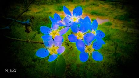 Enchanting Blue Blossoms wallpaper