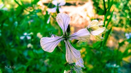 Delicate Flower Against a Lush Green Background wallpaper