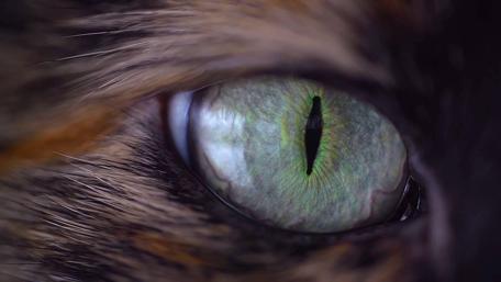 Feline Gaze in Extreme Detail wallpaper