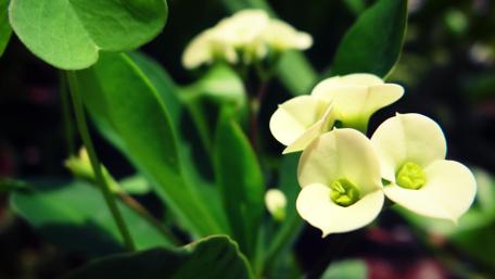 Delicate Green Floral Beauty wallpaper
