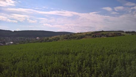 Serene Green Hills Under Clear Sky wallpaper