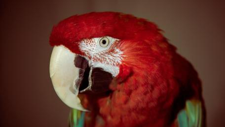 Vibrant Red Parrot Portrait wallpaper