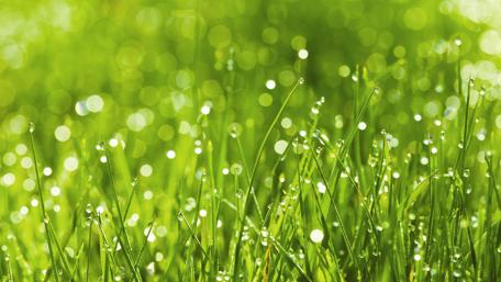 Dew-Kissed Green - A Fresh Morning Scene wallpaper