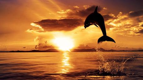 Leaping Dolphin at Golden Sunset wallpaper