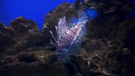 Majestic Lionfish in Deep Blue Waters wallpaper