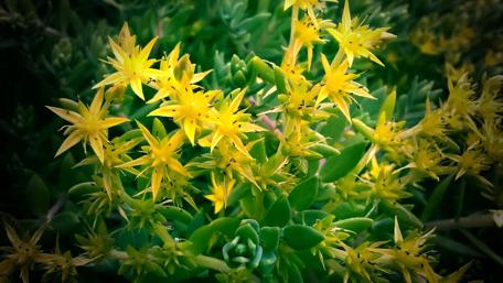 Golden Blossoms in Verdant Harmony wallpaper