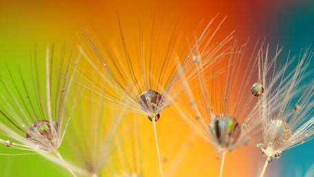 Dandelion Drops on Colorful Background wallpaper