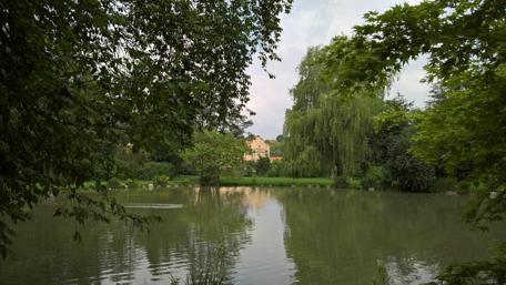 Serene Reflection of Nature in a Tranquil Pond wallpaper