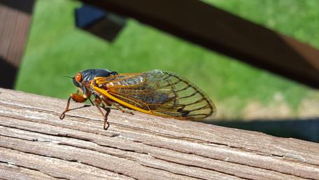 Cicada Close-Up in Stunning Detail wallpaper