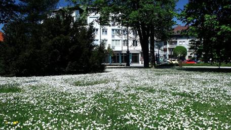 Blooming Serenity in the Urban Landscape wallpaper
