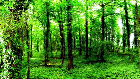 Verdant Forest Escape wallpaper